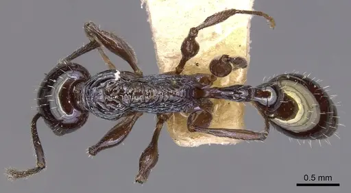 Temnothorax wheeleri specimen