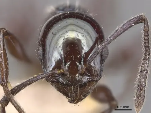 Temnothorax wheeleri specimen