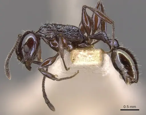 Temnothorax wheeleri specimen