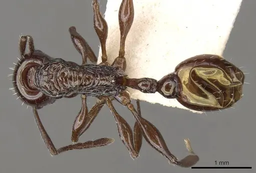 Temnothorax wheeleri - CASENT0914181
