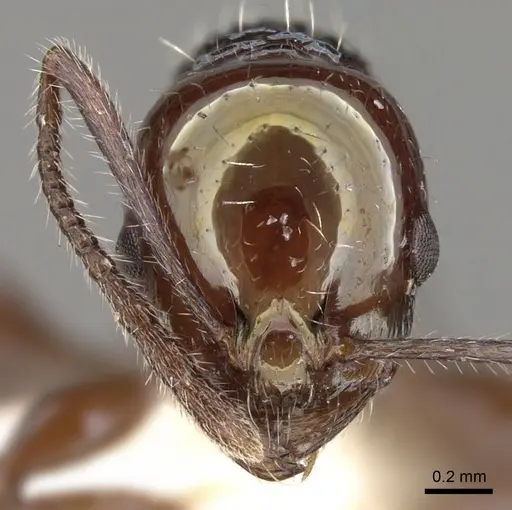 Temnothorax wheeleri - CASENT0914181