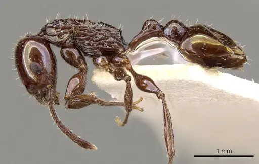 Temnothorax wheeleri - CASENT0914181