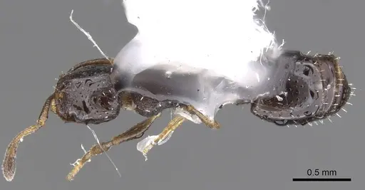 Temnothorax whitfordi - CASENT0901791