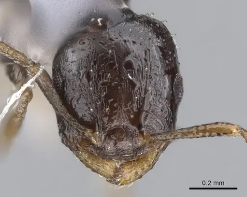 Temnothorax whitfordi - CASENT0901791