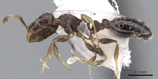 Temnothorax whitfordi - CASENT0901791