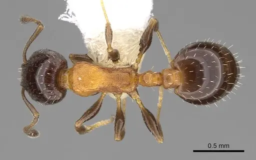 Temnothorax whitfordi - CASENT0922577