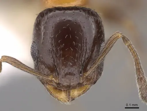 Temnothorax whitfordi - CASENT0922577