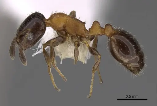 Temnothorax whitfordi - CASENT0922577