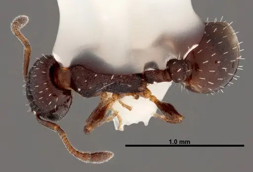 Temnothorax whitfordi - FMNHINS0000049465