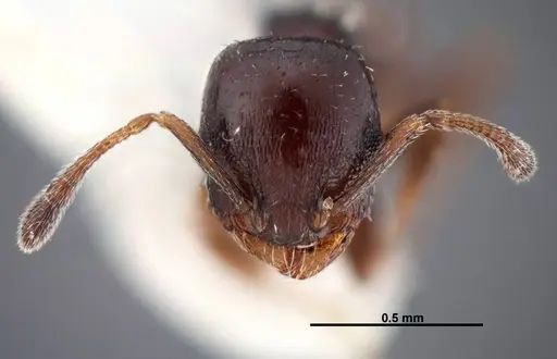 Temnothorax whitfordi - FMNHINS0000049465