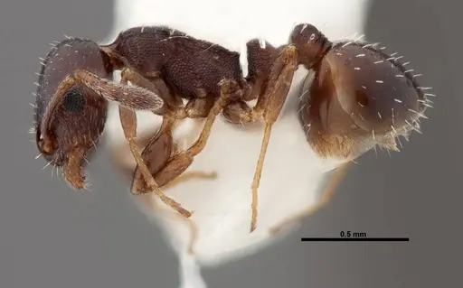 Temnothorax whitfordi - FMNHINS0000049465