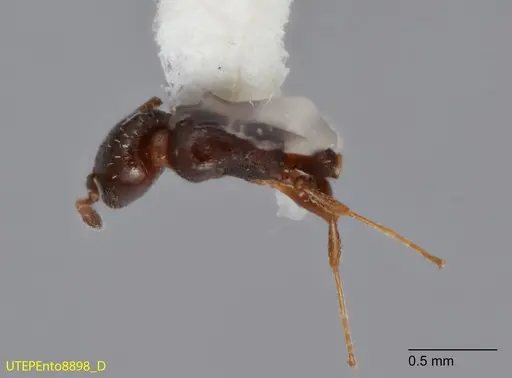 Temnothorax whitfordi - UTEPENTO8898