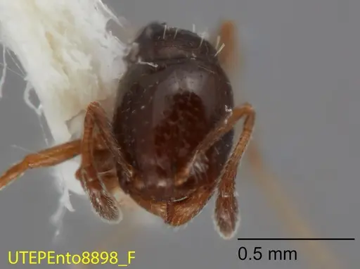 Temnothorax whitfordi - UTEPENTO8898