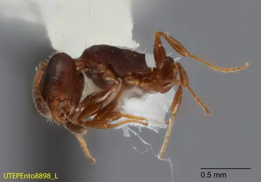 Temnothorax whitfordi - UTEPENTO8898