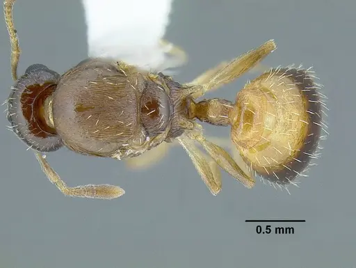 Temnothorax wilsoni specimen