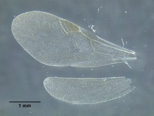 Temnothorax wilsoni specimen