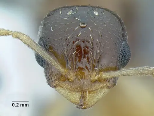 Temnothorax wilsoni specimen