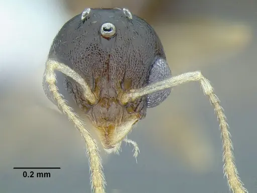 Temnothorax wilsoni - CASENT0758813