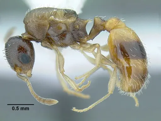 Temnothorax wilsoni - CASENT0758813