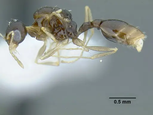 Temnothorax wilsoni - CASENT0758813