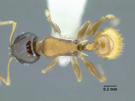 Temnothorax wilsoni - MCZENT00583608