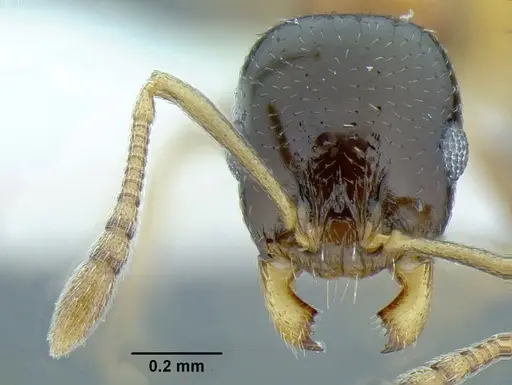 Temnothorax wilsoni - MCZENT00583608