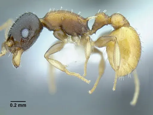 Temnothorax wilsoni - MCZENT00583608