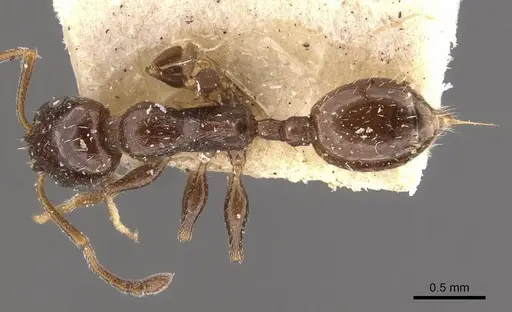 Temnothorax wroughtonii specimen