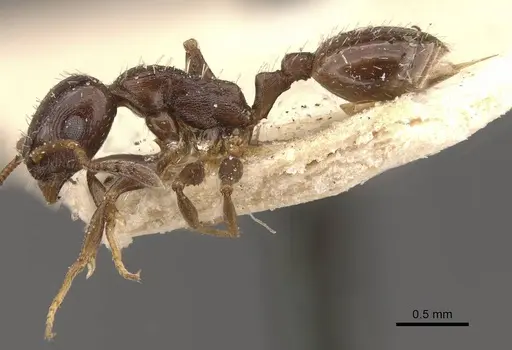 Temnothorax wroughtonii specimen