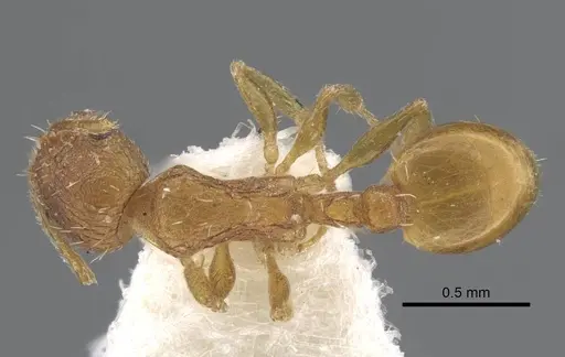 Temnothorax xanthos specimen