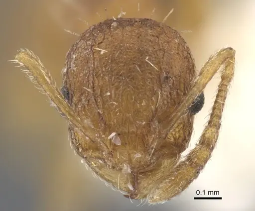 Temnothorax xanthos specimen