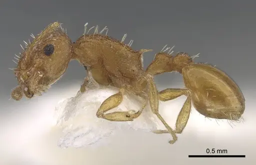 Temnothorax xanthos - CASENT0917212