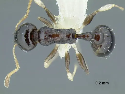 Temnothorax xincai specimen