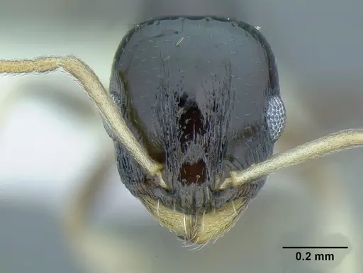 Temnothorax xincai specimen