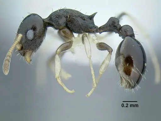 Temnothorax xincai specimen