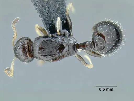 Temnothorax xincai - CASENT0632988