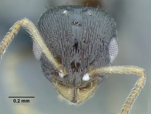 Temnothorax xincai - CASENT0632988