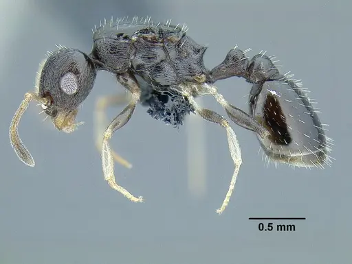 Temnothorax xincai - CASENT0632988