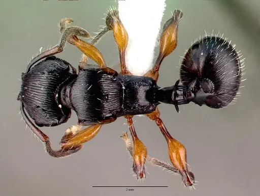 Terataner alluaudi specimen