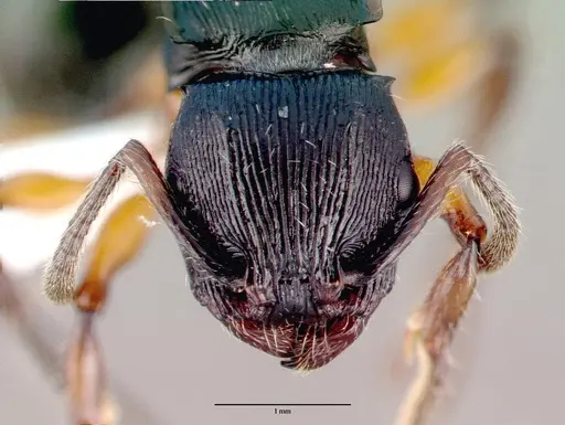 Terataner alluaudi specimen