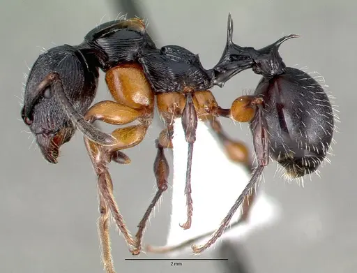 Terataner alluaudi specimen