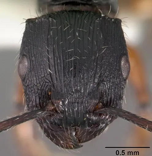 Terataner balrog specimen