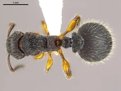 Terataner balrog - CASENT0426614