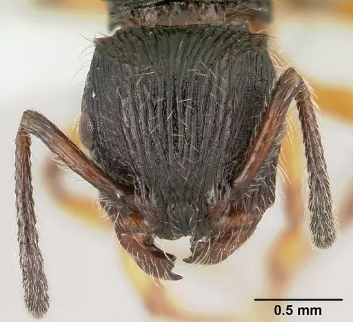 Terataner balrog - CASENT0426614