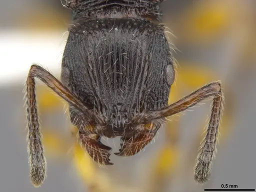 Terataner balrog - CASENT0426614