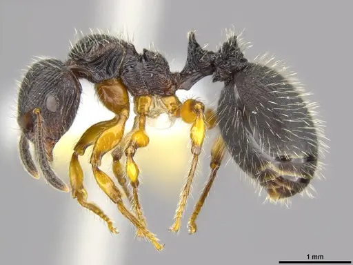 Terataner balrog - CASENT0426614