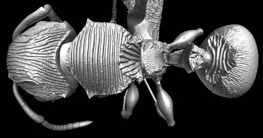 Terataner balrog - CASENT0472559