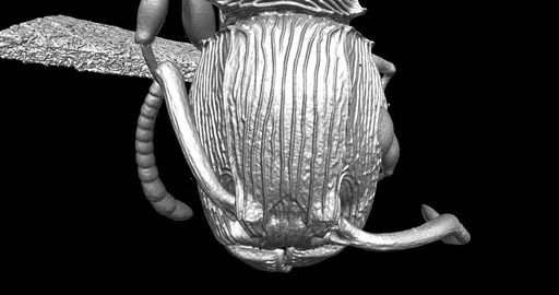 Terataner balrog - CASENT0472559