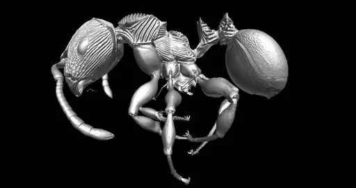 Terataner balrog - CASENT0472559