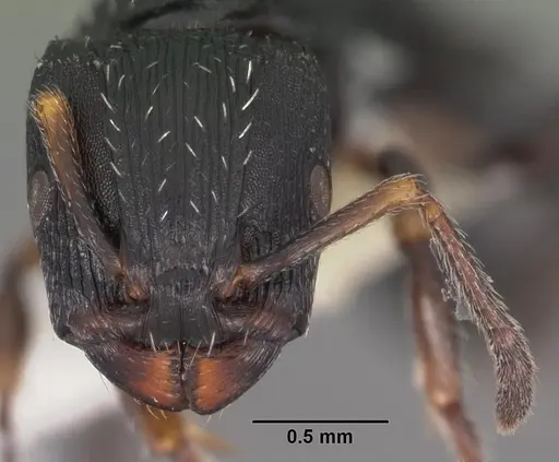 Terataner bottegoi specimen